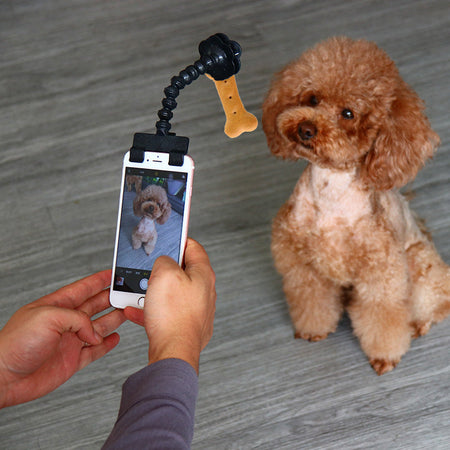 Pet Products