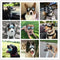 Adjustable Dog Goggles Sunglasses Anti-UV
