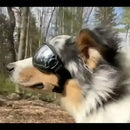 Adjustable Dog Goggles Sunglasses Anti-UV