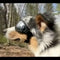 Adjustable Dog Goggles Sunglasses Anti-UV